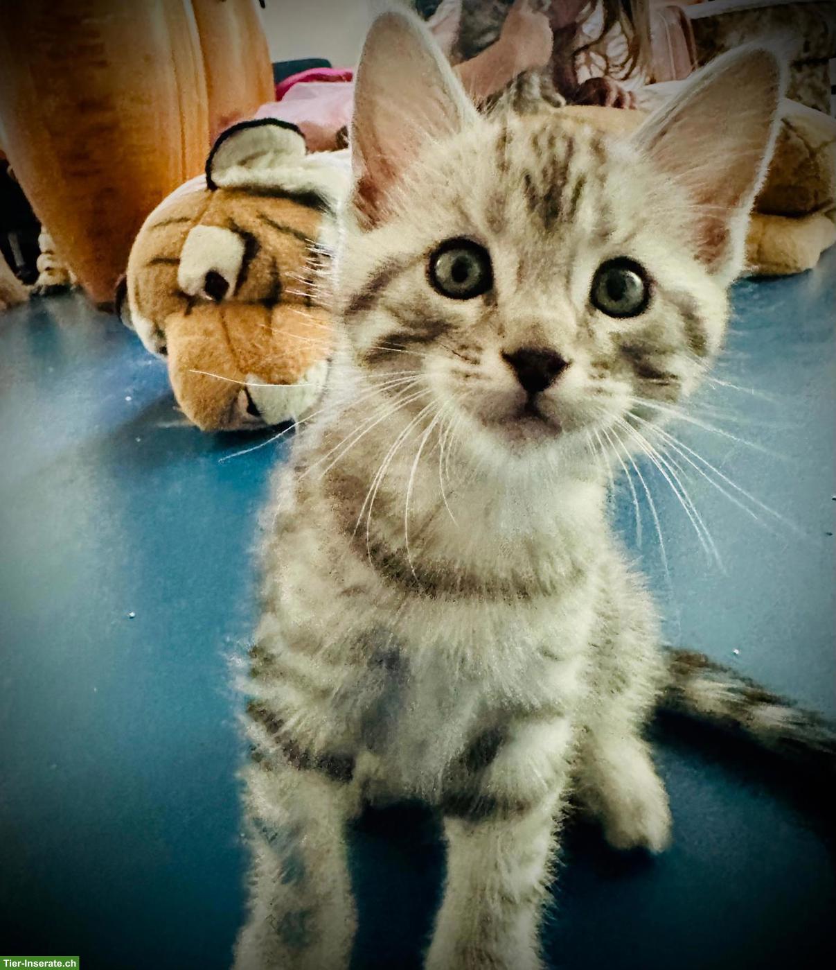 Bild 6: Maine Coon Mix Kitten zu vergeben