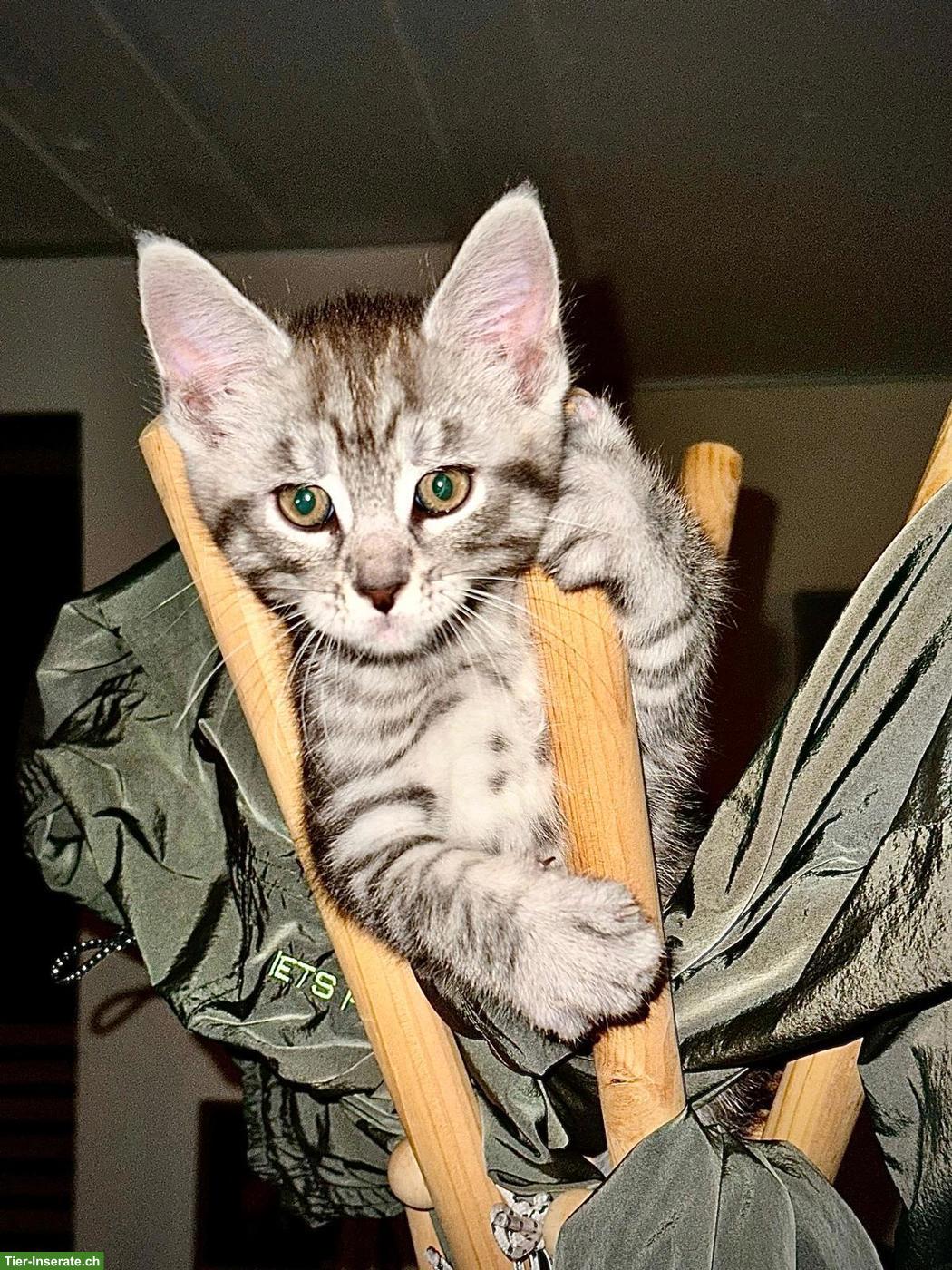 Bild 7: Maine Coon Mix Kitten zu vergeben