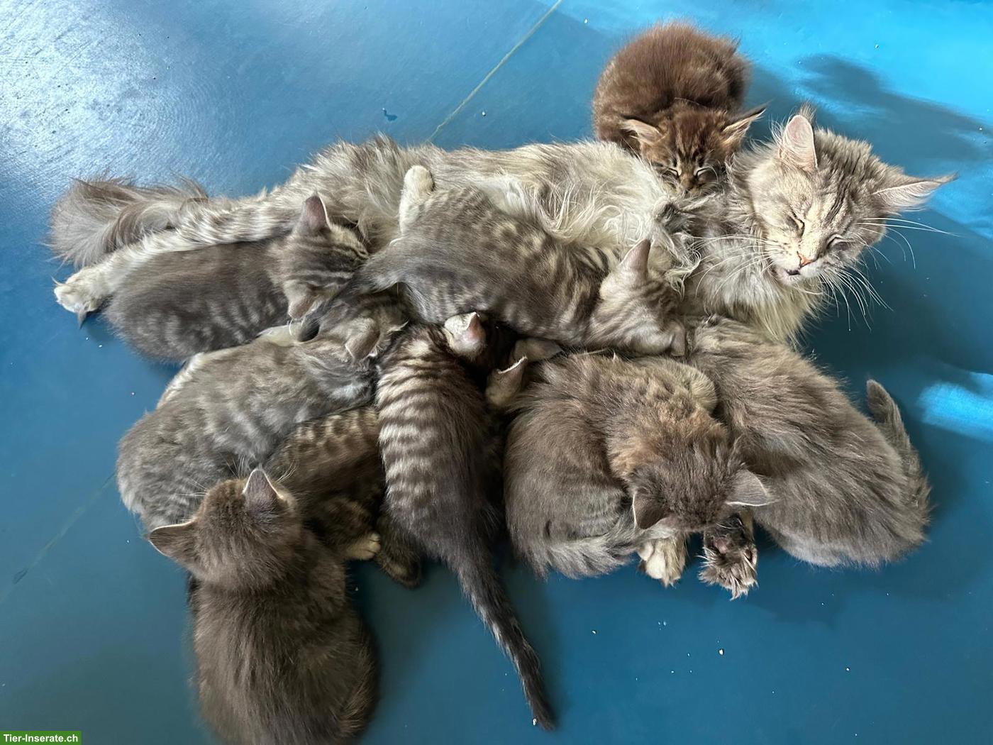 Bild 8: Maine Coon Mix Kitten zu vergeben