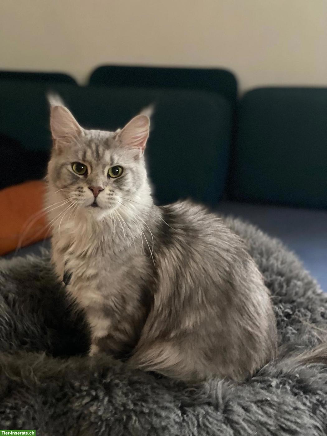 Bild 9: Maine Coon Mix Kitten zu vergeben