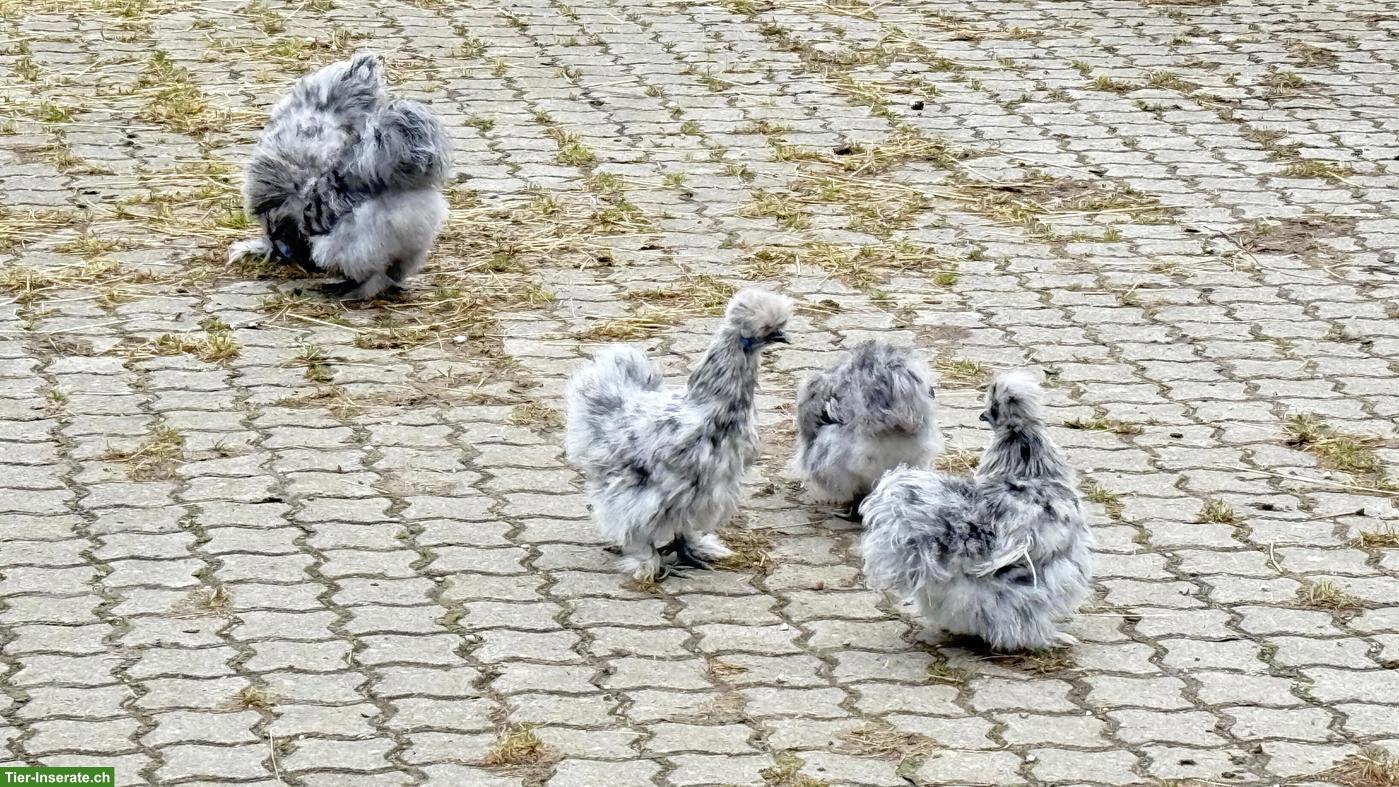 Bild 3: Bruteier Zwerg-Seidenhühner