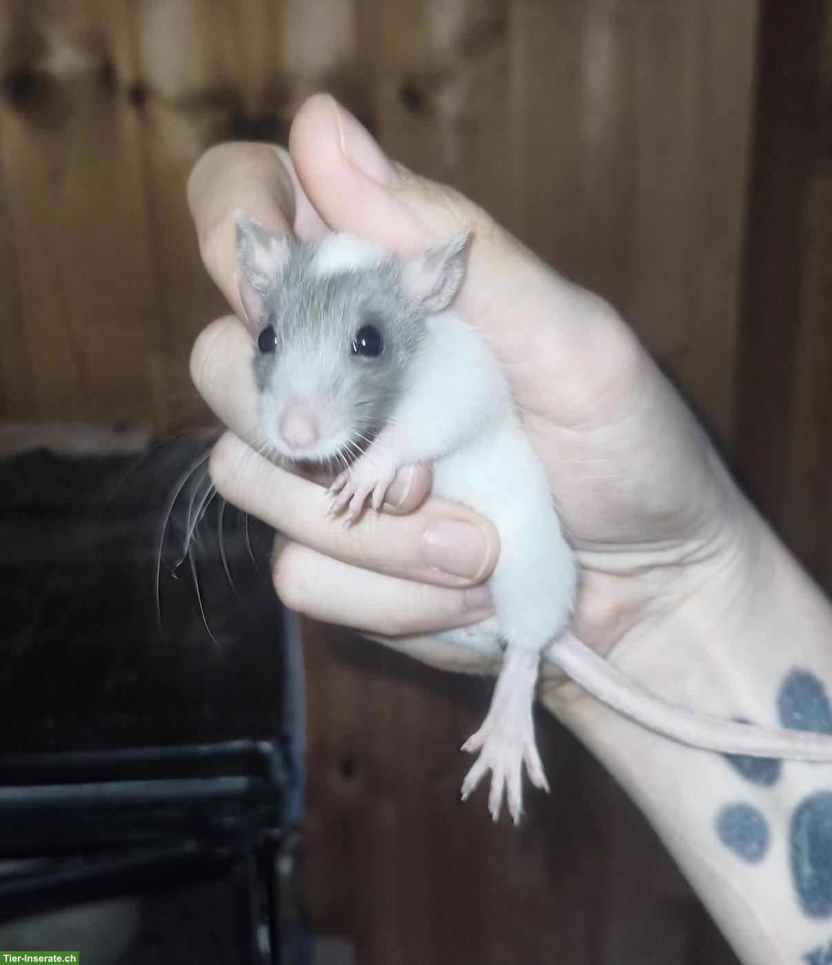 Rattenbaby Mädchen abzugeben