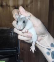 Rattenbaby Mädchen abzugeben