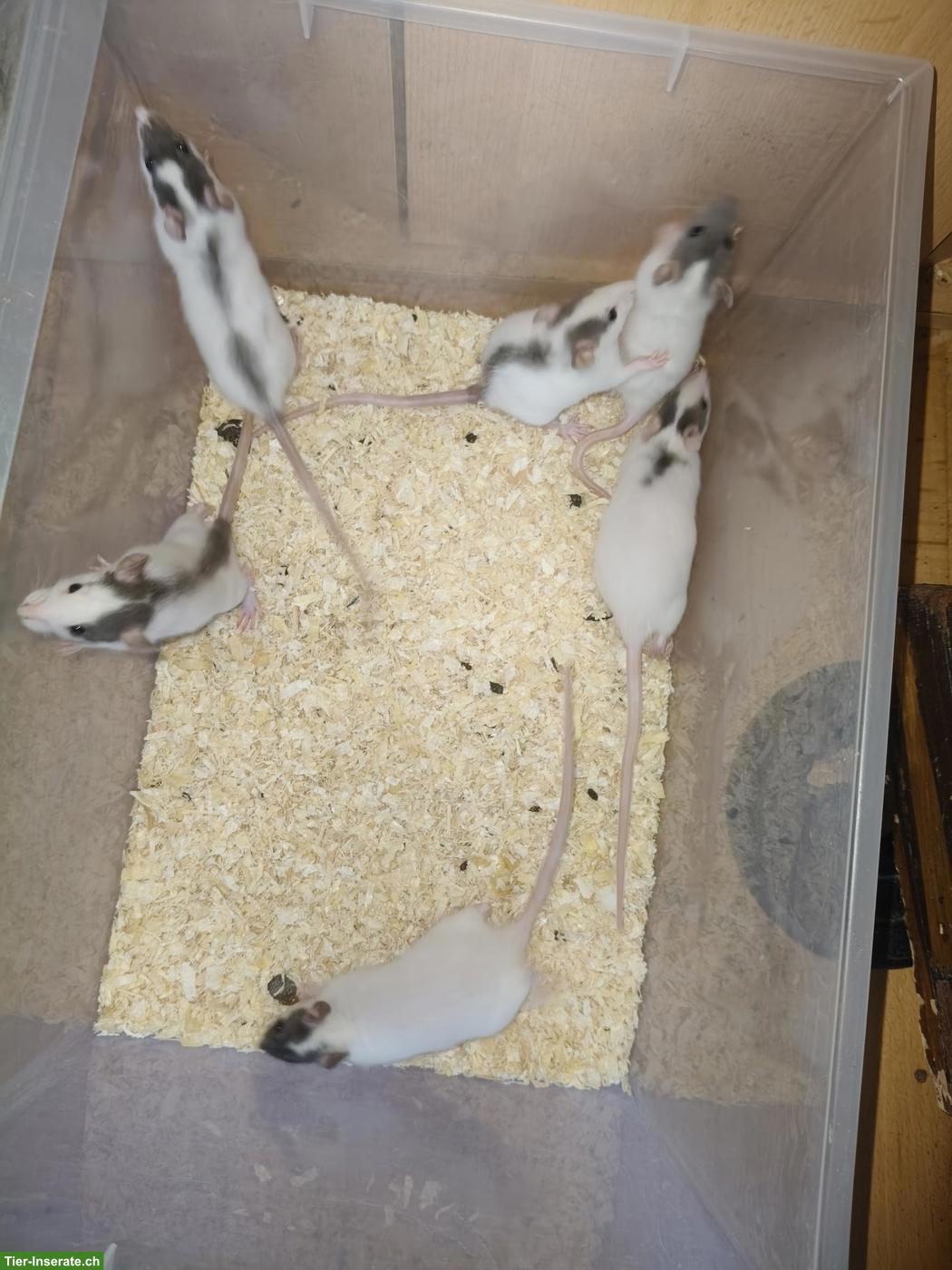 Bild 2: Rattenbaby Mädchen abzugeben
