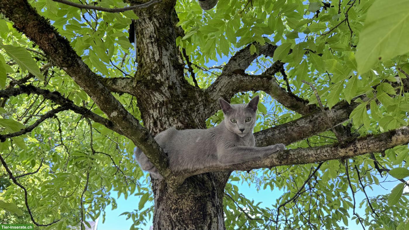 Bild 2: Russisch Blau Kater mit Stammbaum