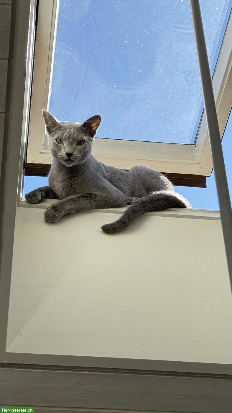 Bild 3: Russisch Blau Kater mit Stammbaum