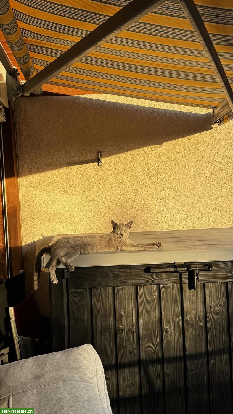 Bild 5: Russisch Blau Kater mit Stammbaum