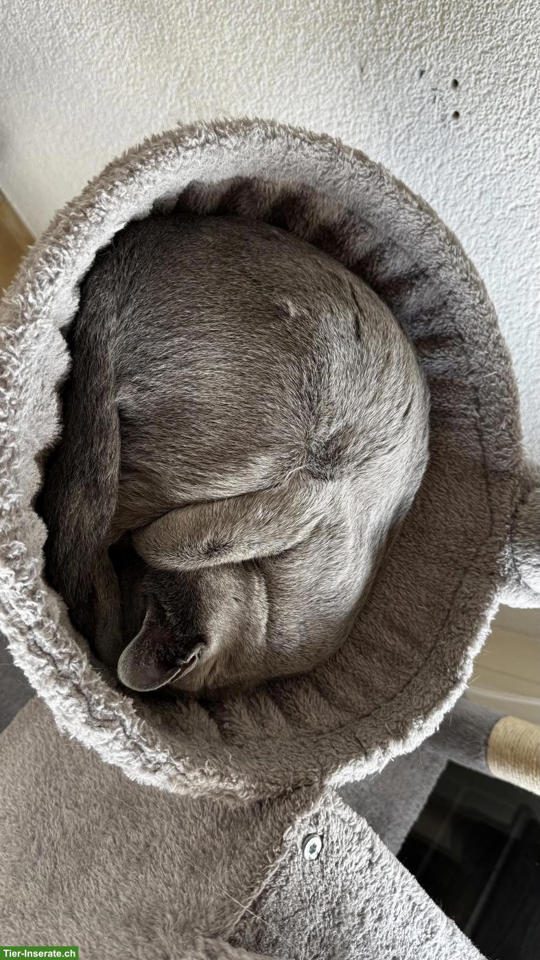 Bild 6: Russisch Blau Kater mit Stammbaum