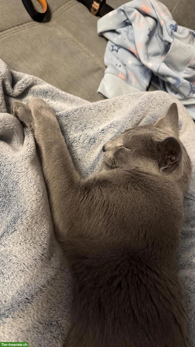 Bild 7: Russisch Blau Kater mit Stammbaum