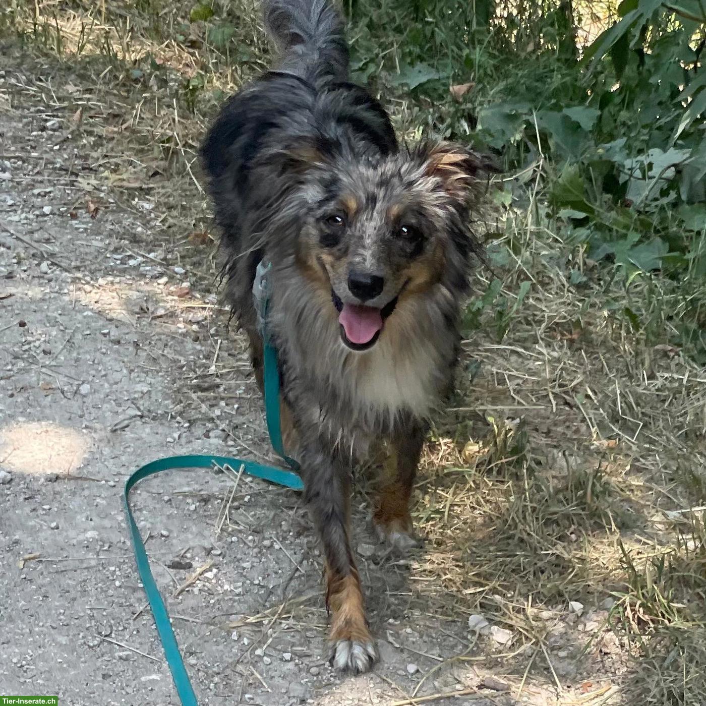 Hundebetreuung / Hundespaziergänge Baselland