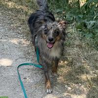 Hundebetreuung / Hundespaziergänge Baselland