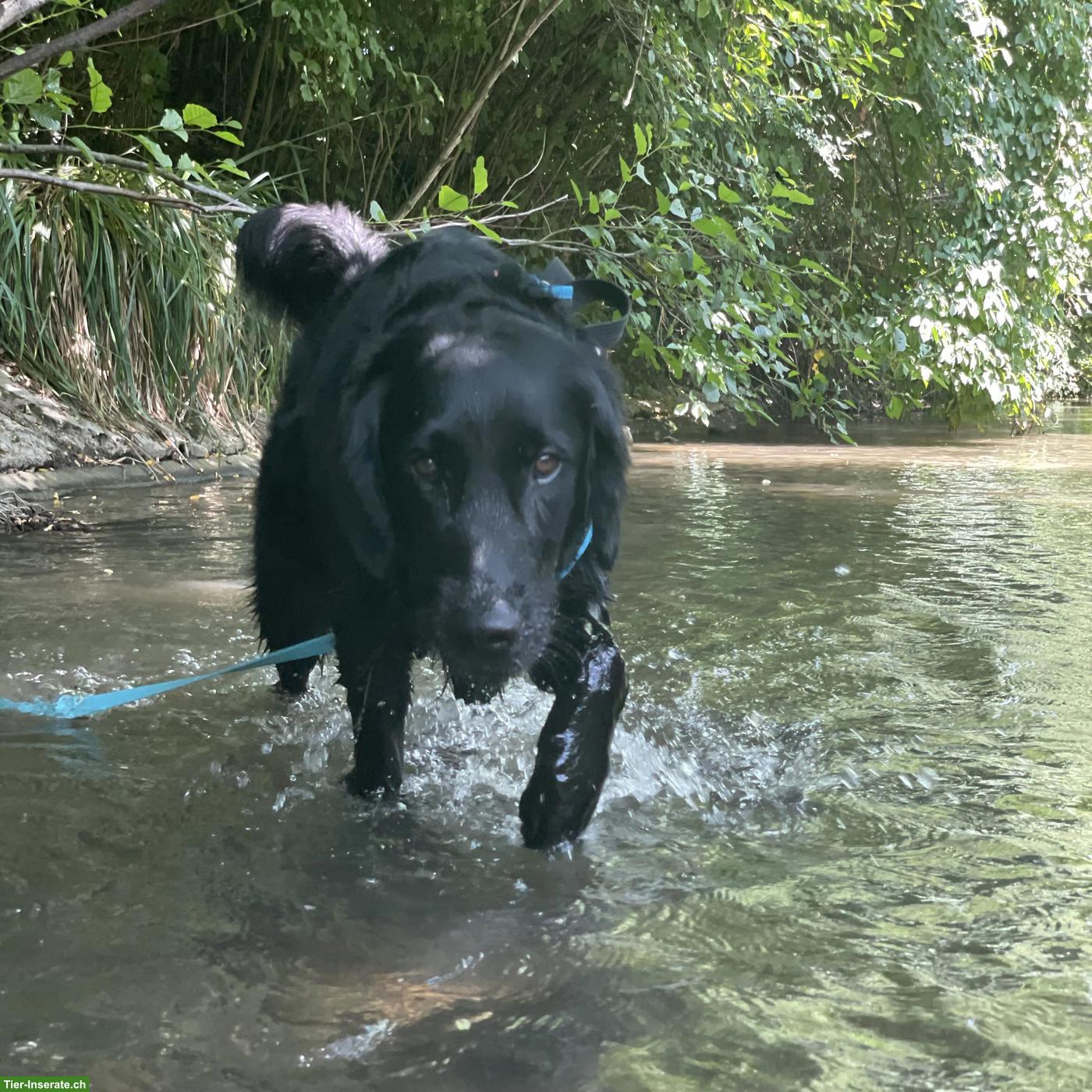 Bild 2: Hundebetreuung / Hundespaziergänge Baselland