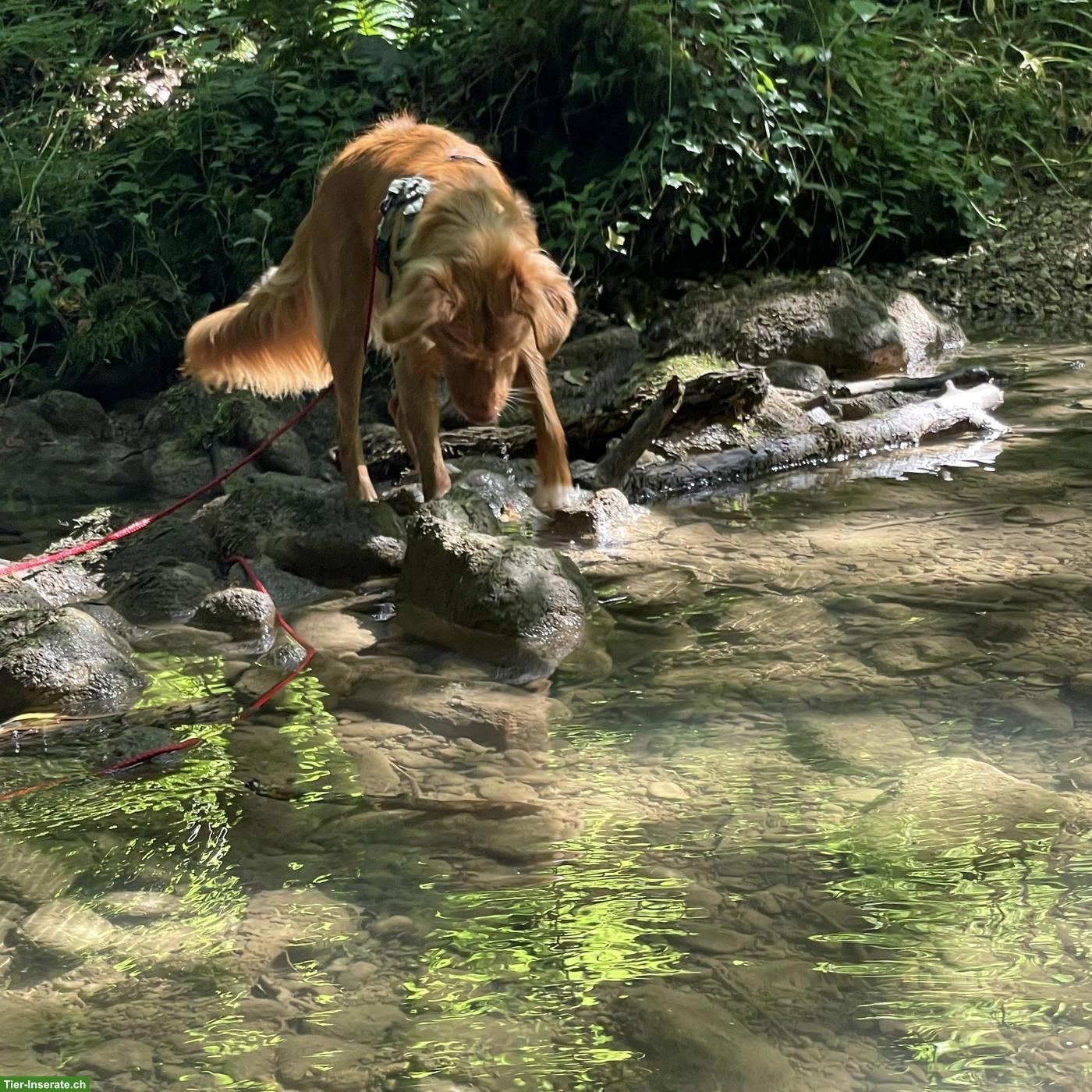 Bild 3: Hundebetreuung / Hundespaziergänge Baselland