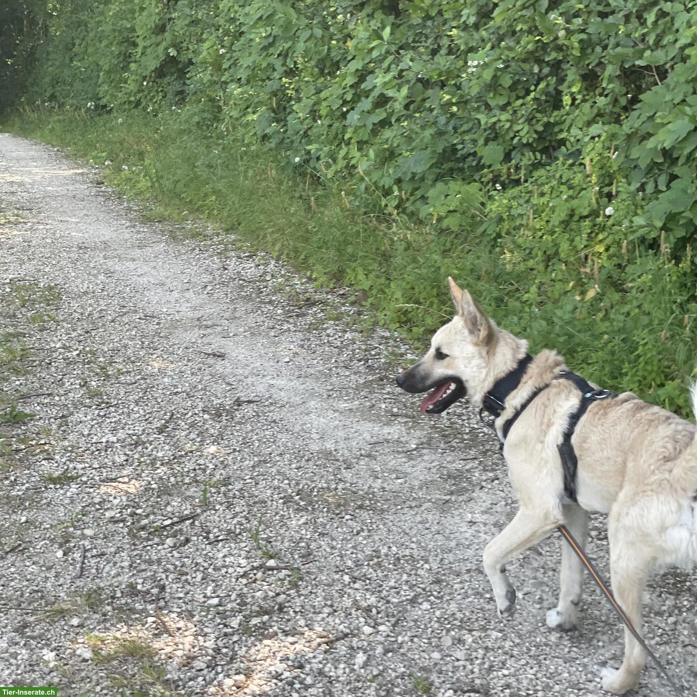 Bild 4: Hundebetreuung / Hundespaziergänge Baselland