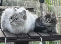 Sibirische Kitten & Neva Masquarade Katze zusammen abzugeben