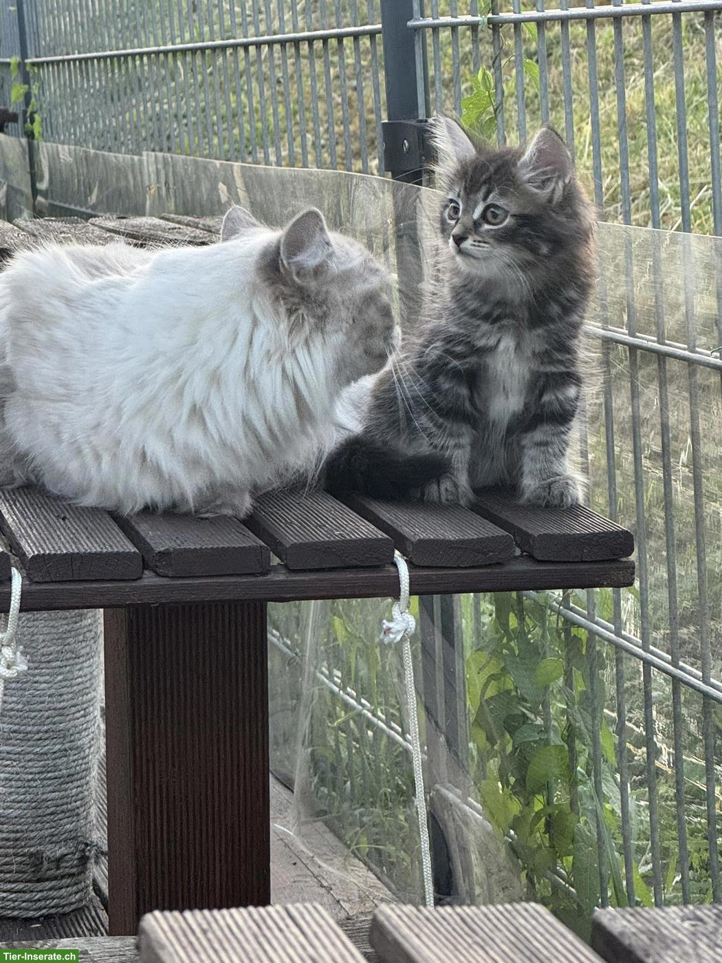 Bild 2: Sibirische Kitten & Neva Masquarade Katze zusammen abzugeben