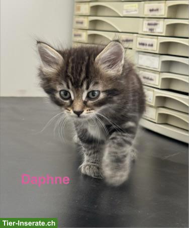 Bild 3: Sibirische Kitten & Neva Masquarade Katze zusammen abzugeben