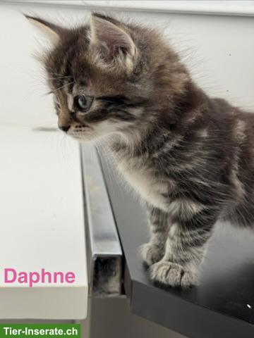 Bild 4: Sibirische Kitten & Neva Masquarade Katze zusammen abzugeben