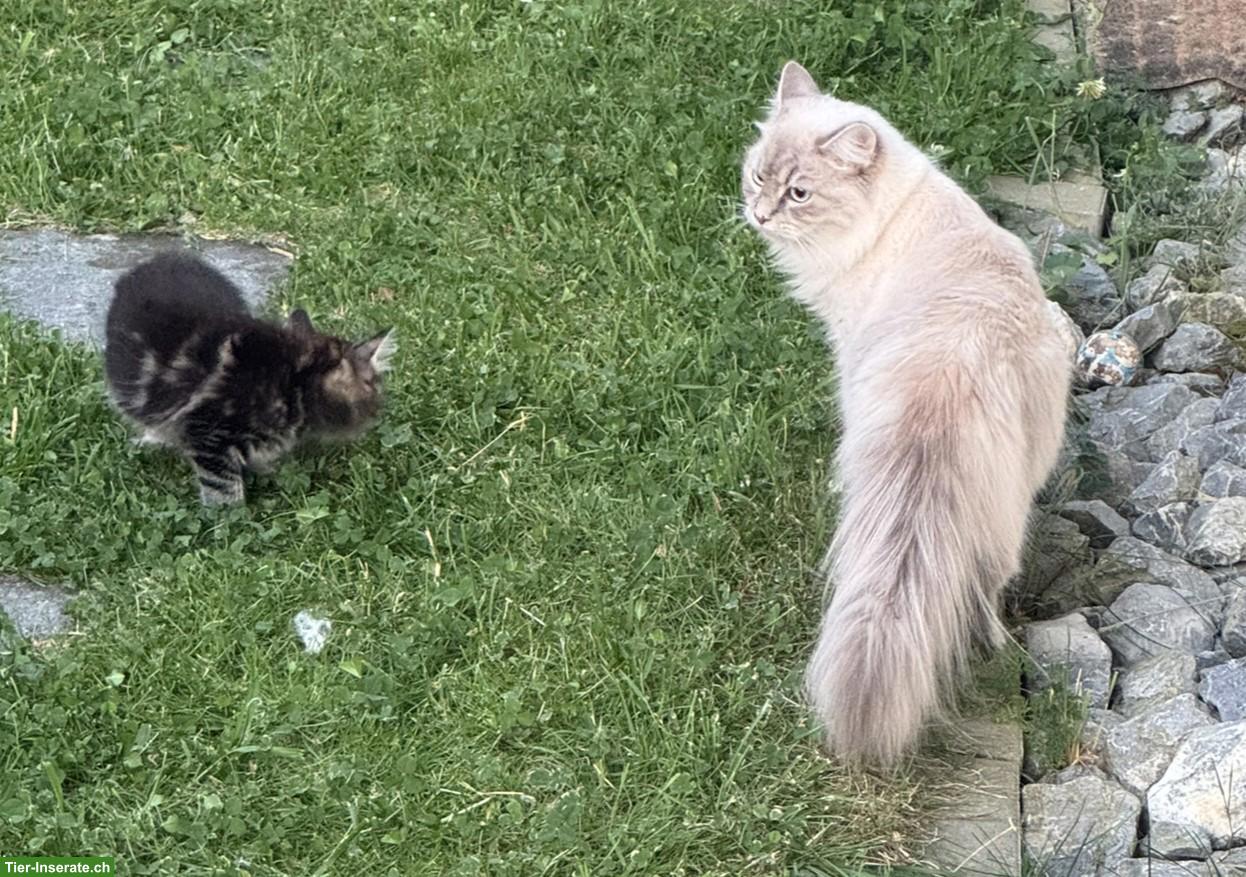 Bild 5: Sibirische Kitten & Neva Masquarade Katze zusammen abzugeben