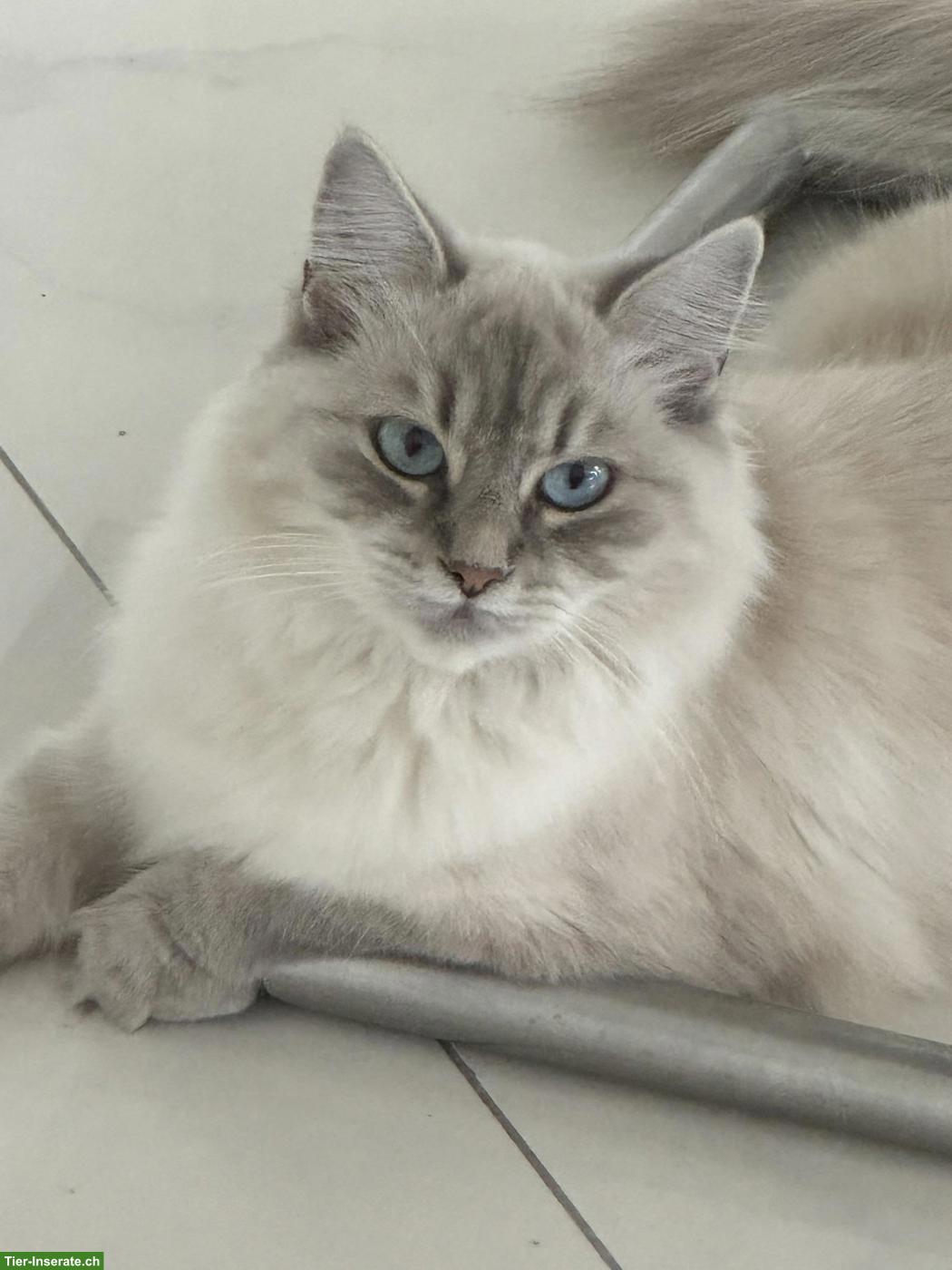 Bild 6: Sibirische Kitten & Neva Masquarade Katze zusammen abzugeben