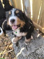 Reinrassige Berner Sennenhund Welpen ohne Stammbaumpapiere