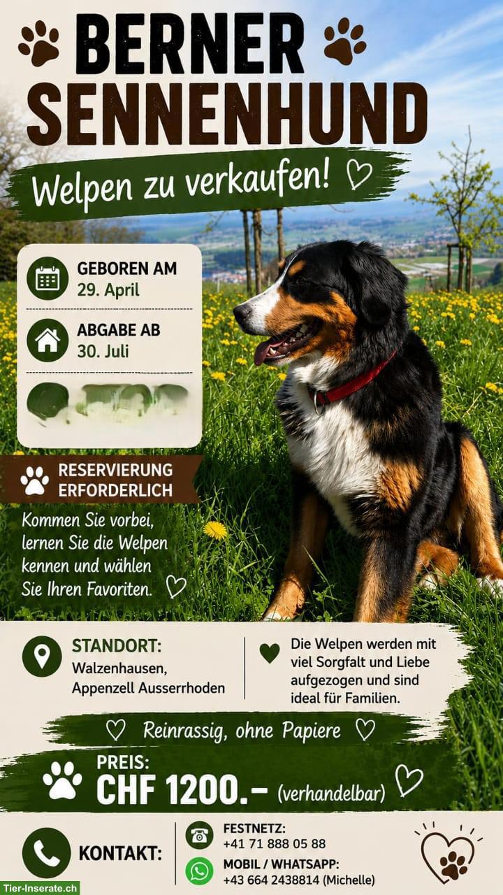 Bild 10: Reinrassige Berner Sennenhund Welpen ohne Stammbaumpapiere