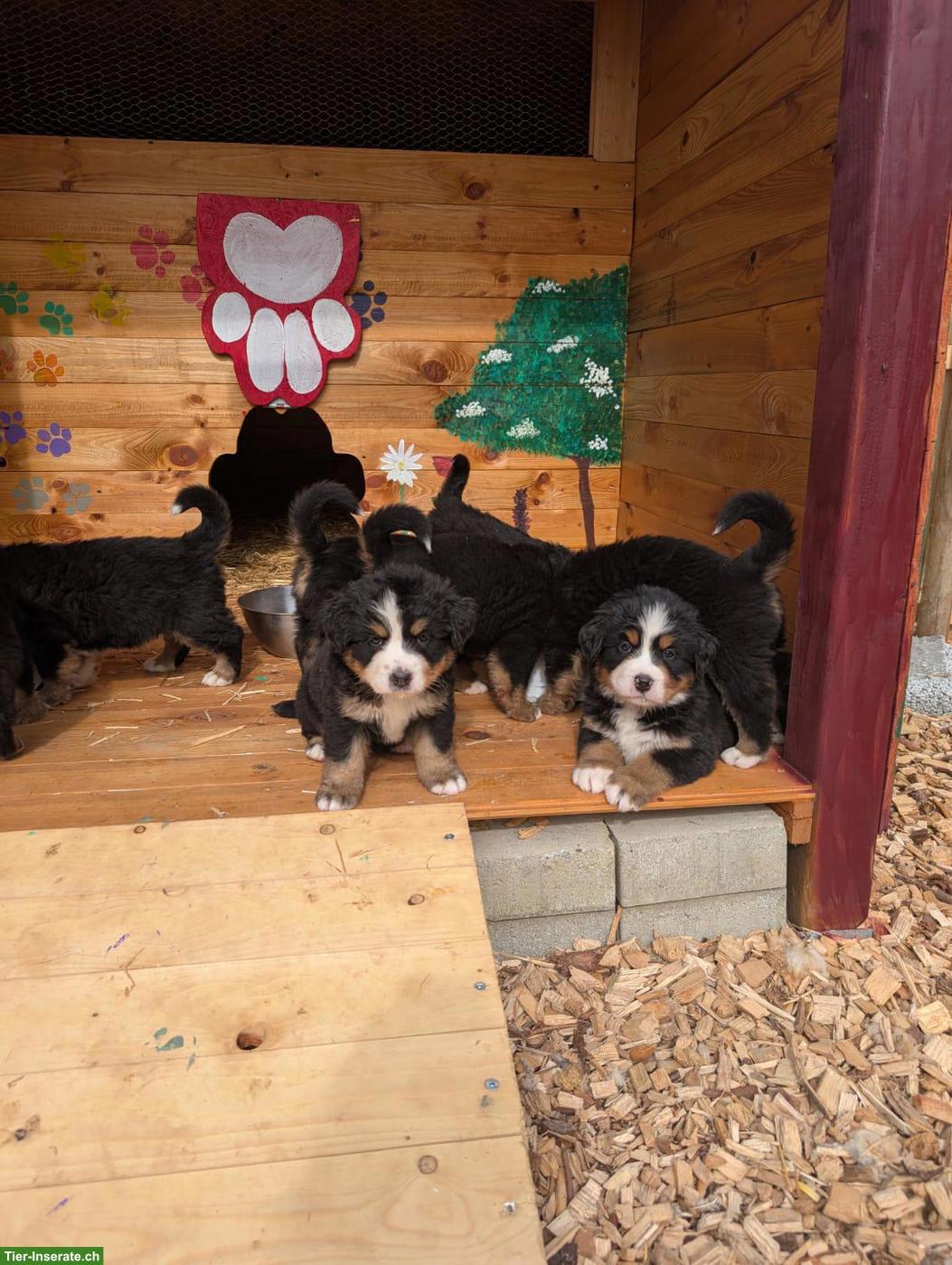 Bild 2: Reinrassige Berner Sennenhund Welpen ohne Stammbaumpapiere
