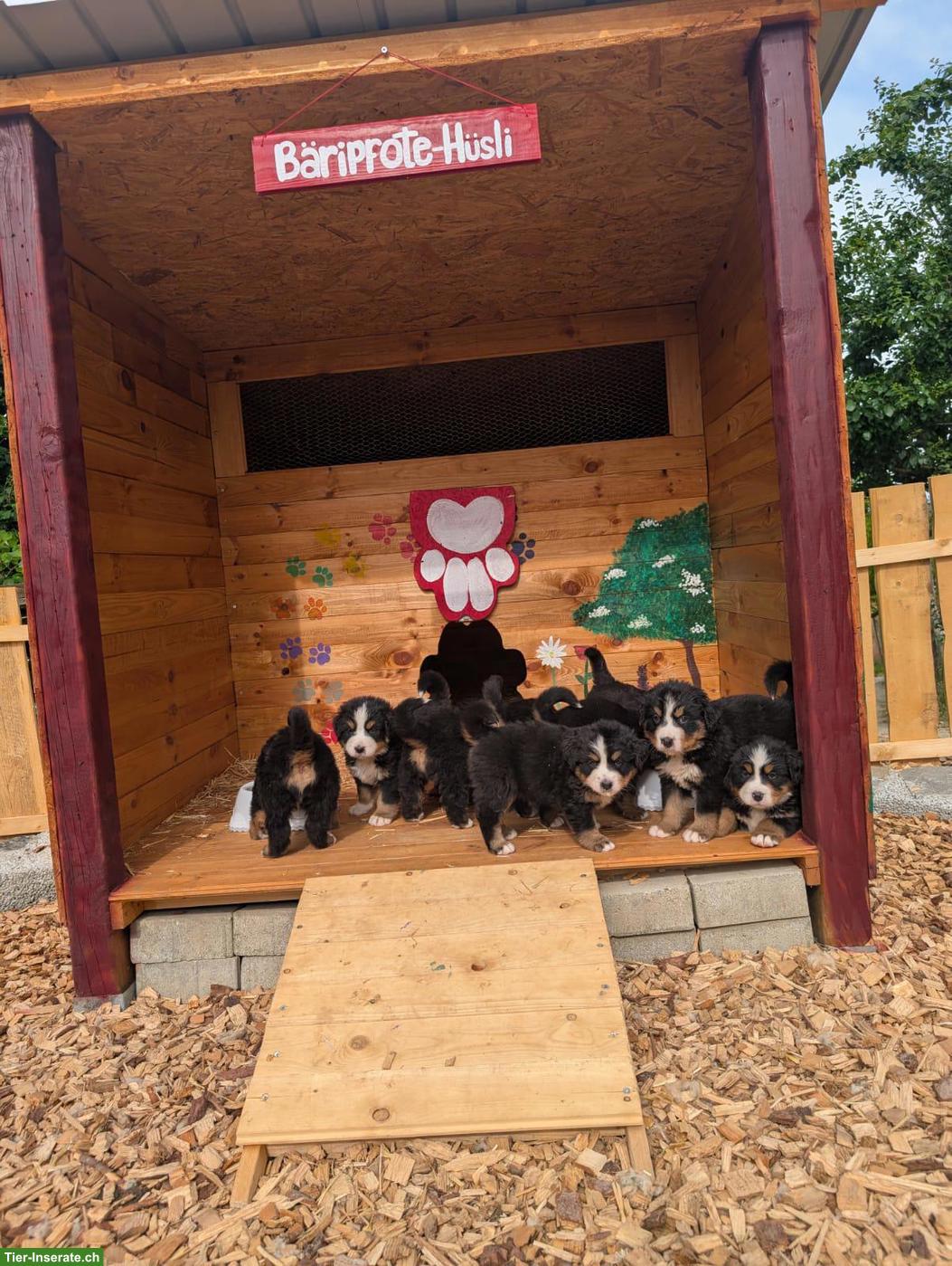 Bild 4: Reinrassige Berner Sennenhund Welpen ohne Stammbaumpapiere