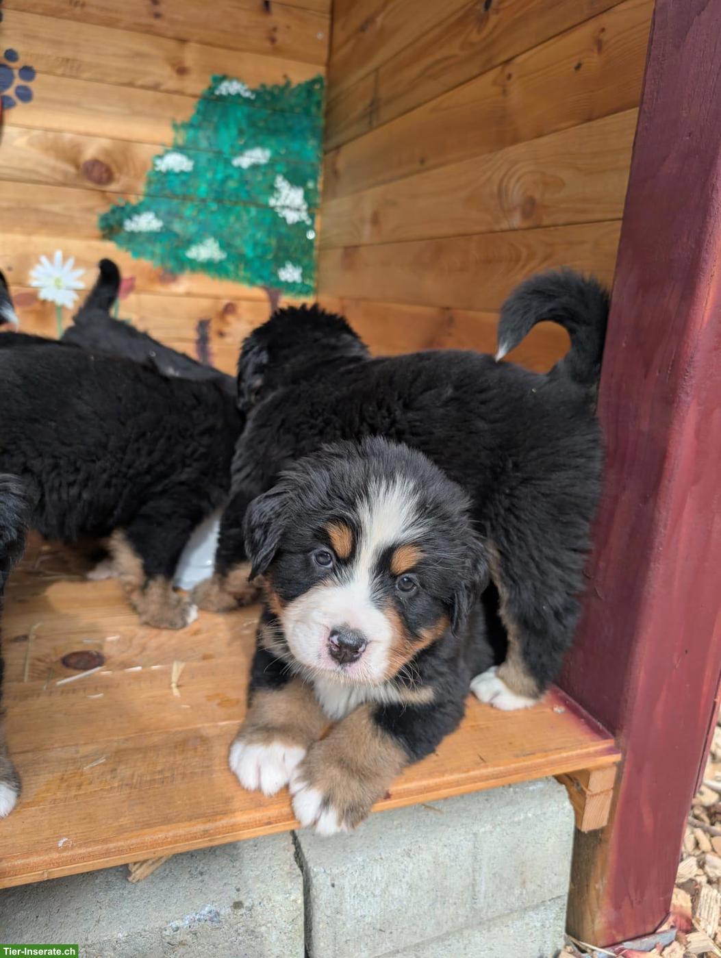Bild 5: Reinrassige Berner Sennenhund Welpen ohne Stammbaumpapiere
