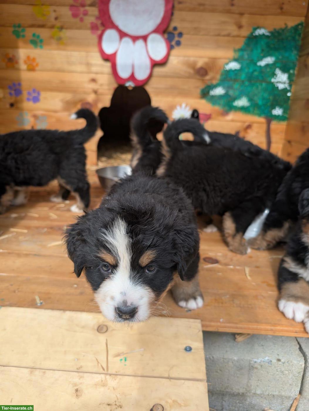Bild 6: Reinrassige Berner Sennenhund Welpen ohne Stammbaumpapiere
