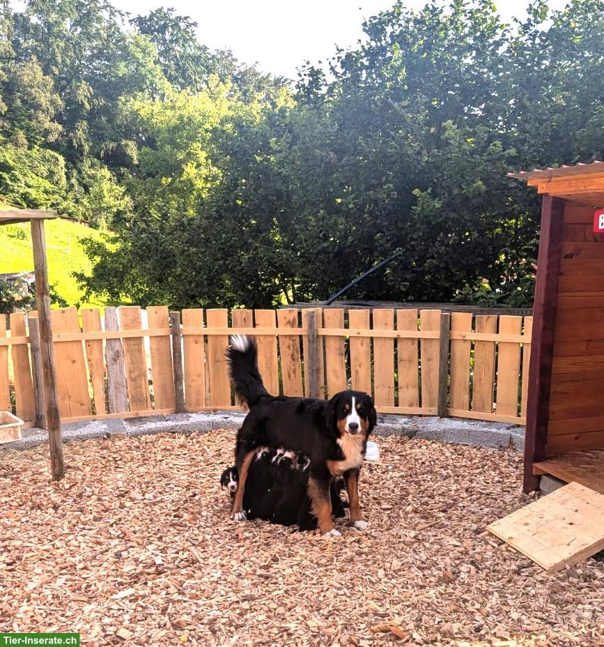 Bild 8: Reinrassige Berner Sennenhund Welpen ohne Stammbaumpapiere
