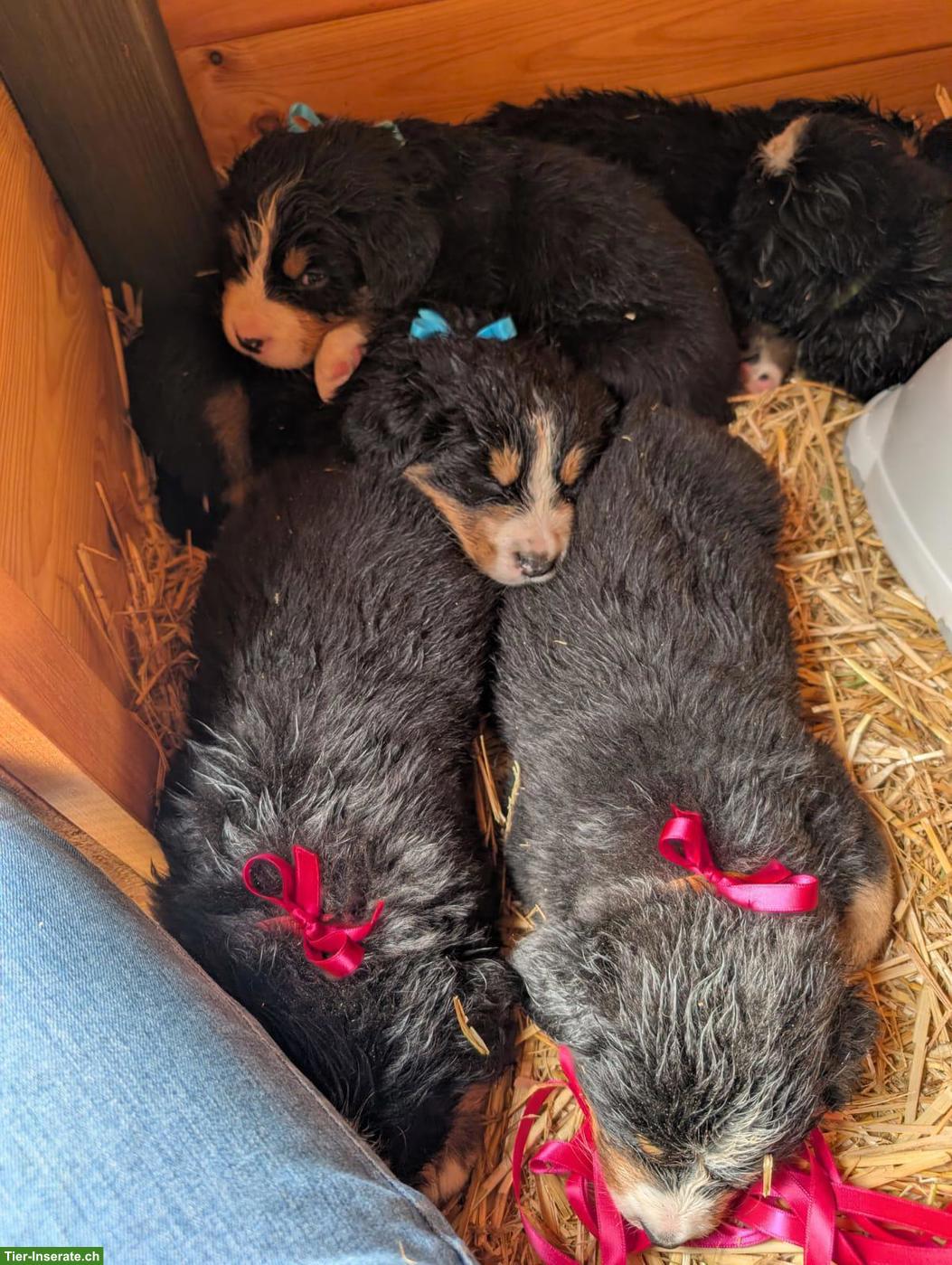 Bild 9: Reinrassige Berner Sennenhund Welpen ohne Stammbaumpapiere