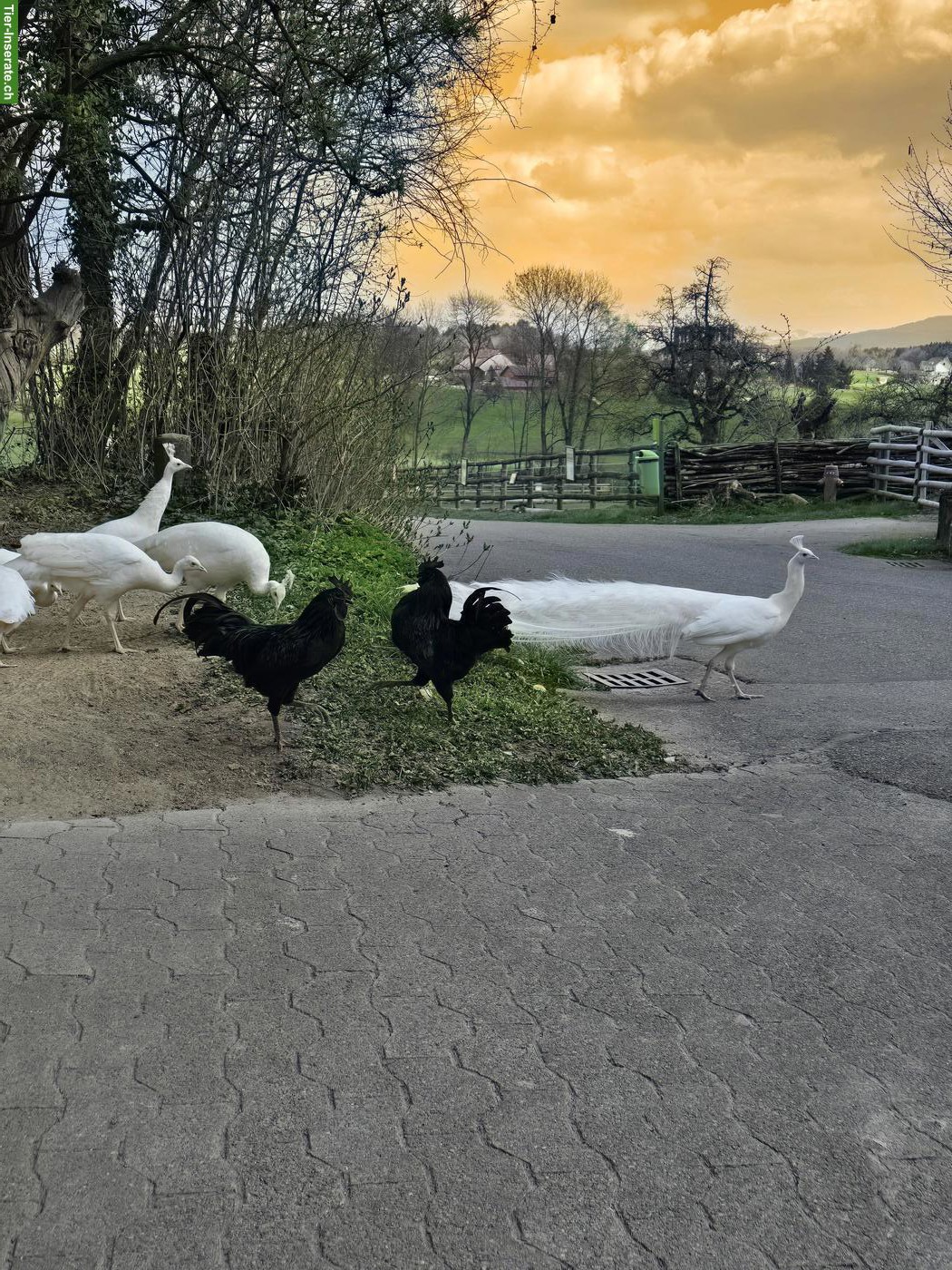 Bild 3: 2 weisse Pfauen Hennen aus Freihaltung