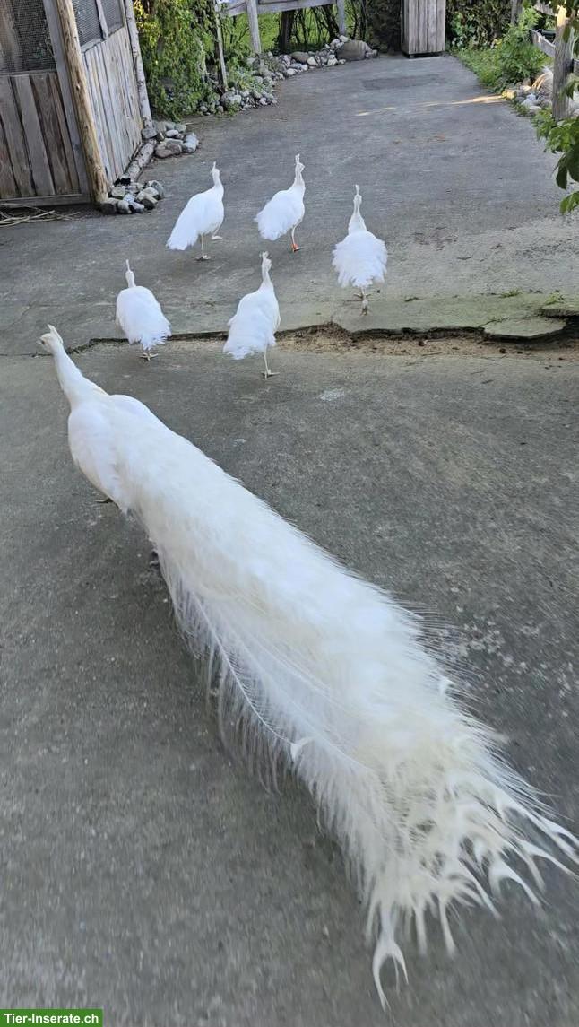 Bild 5: 2 weisse Pfauen Hennen aus Freihaltung