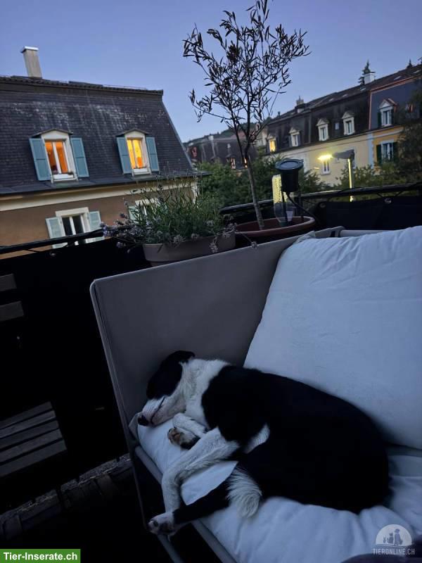 Bild 3: Liebevolle Hündin Joy sucht ihr Zuhause