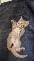 Maine Coon x Bengal Mix Kitten