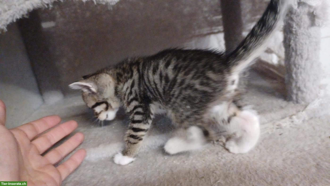 Bild 2: Maine Coon x Bengal Mix Kitten