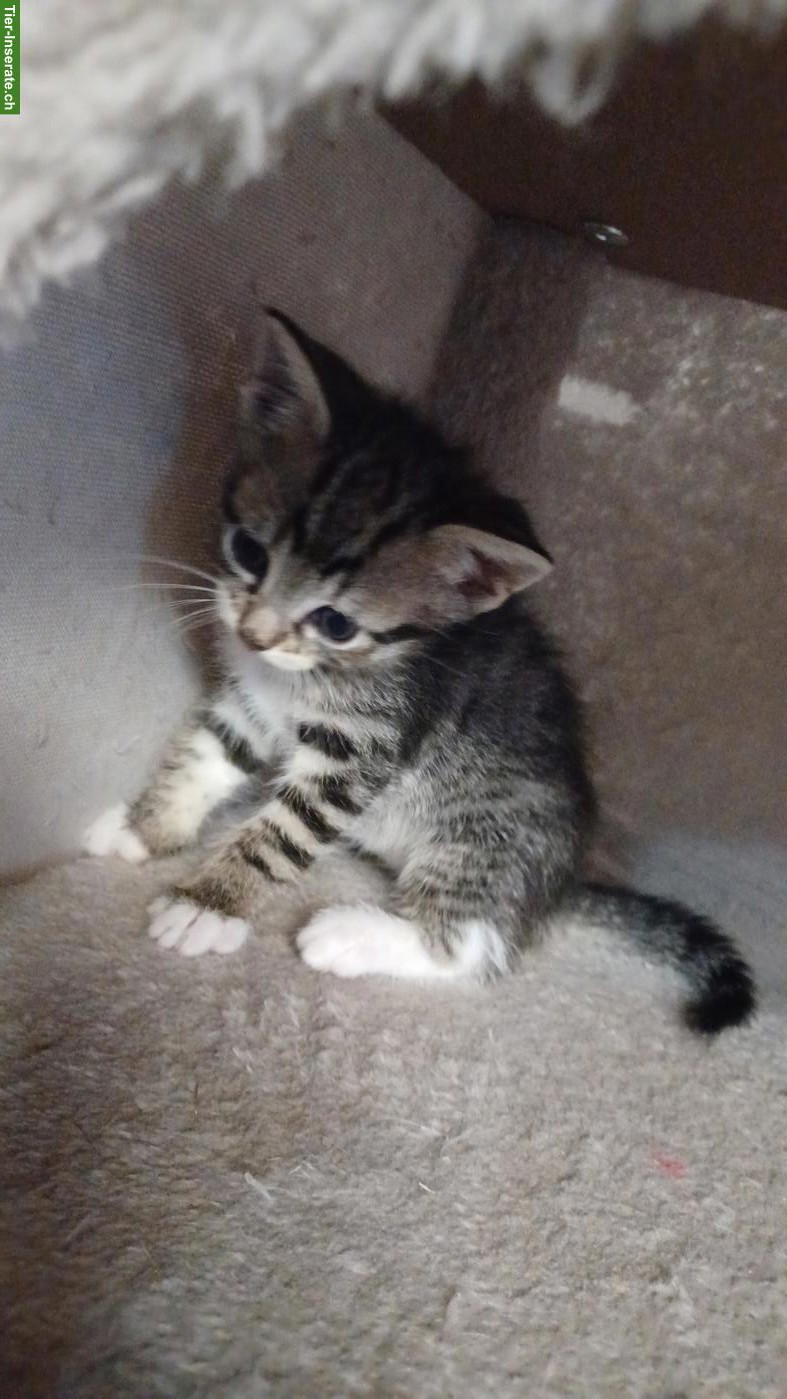 Bild 3: Maine Coon x Bengal Mix Kitten