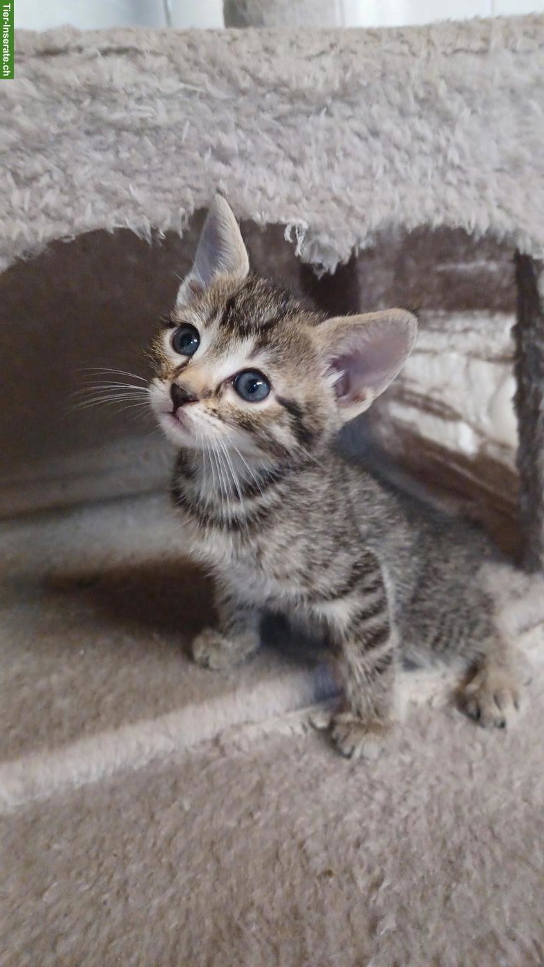 Bild 4: Maine Coon x Bengal Mix Kitten
