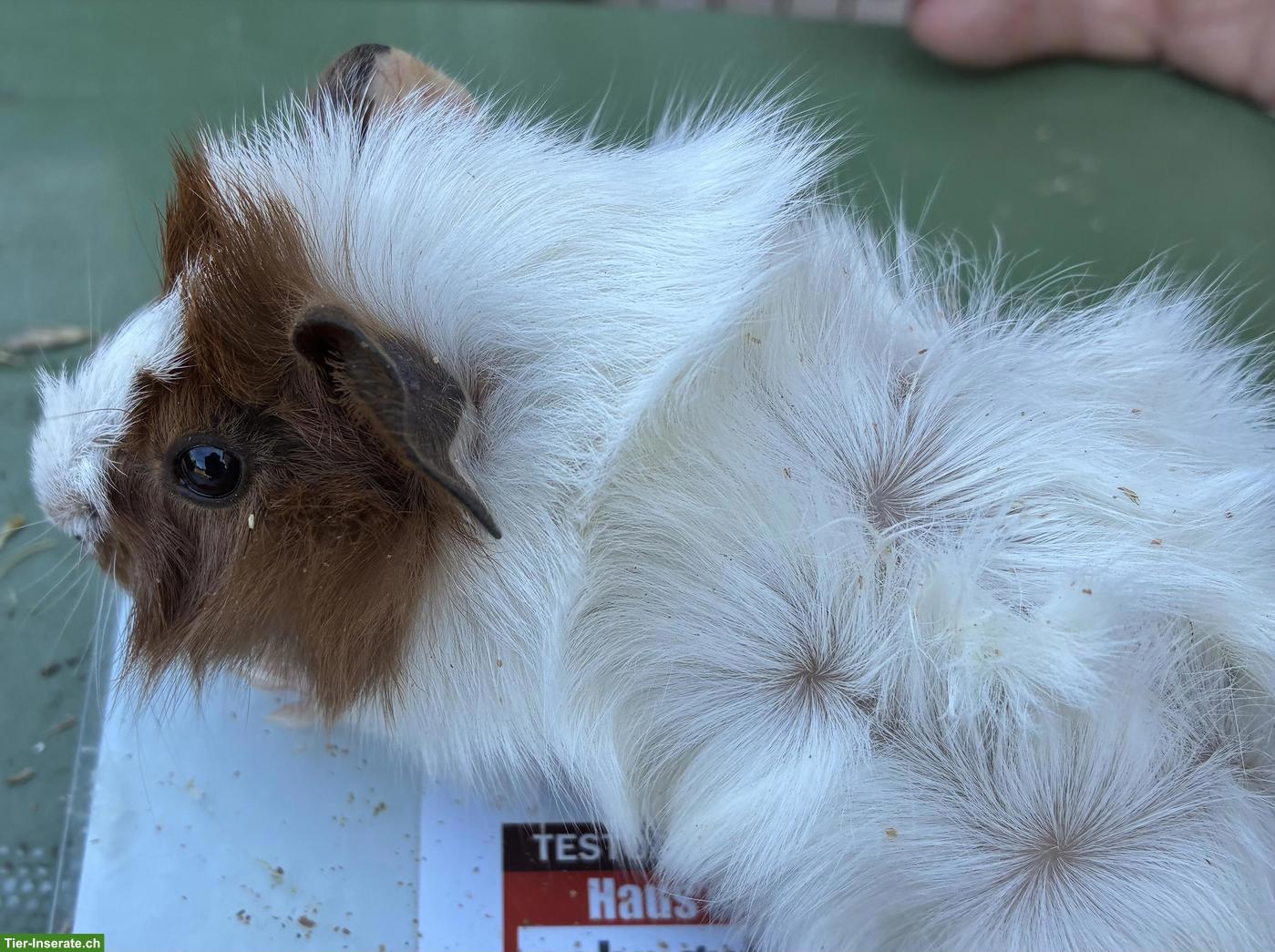2 junge Meerschweinchen Weibchen