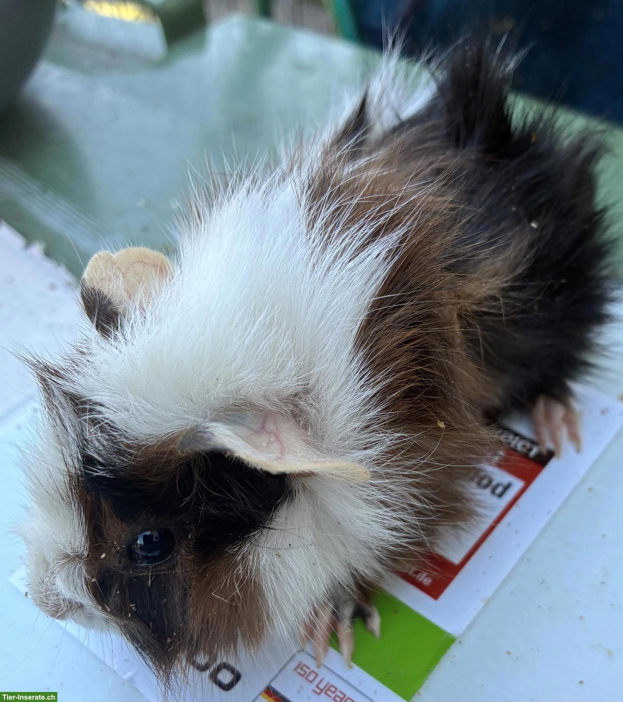 Bild 2: 2 junge Meerschweinchen Weibchen