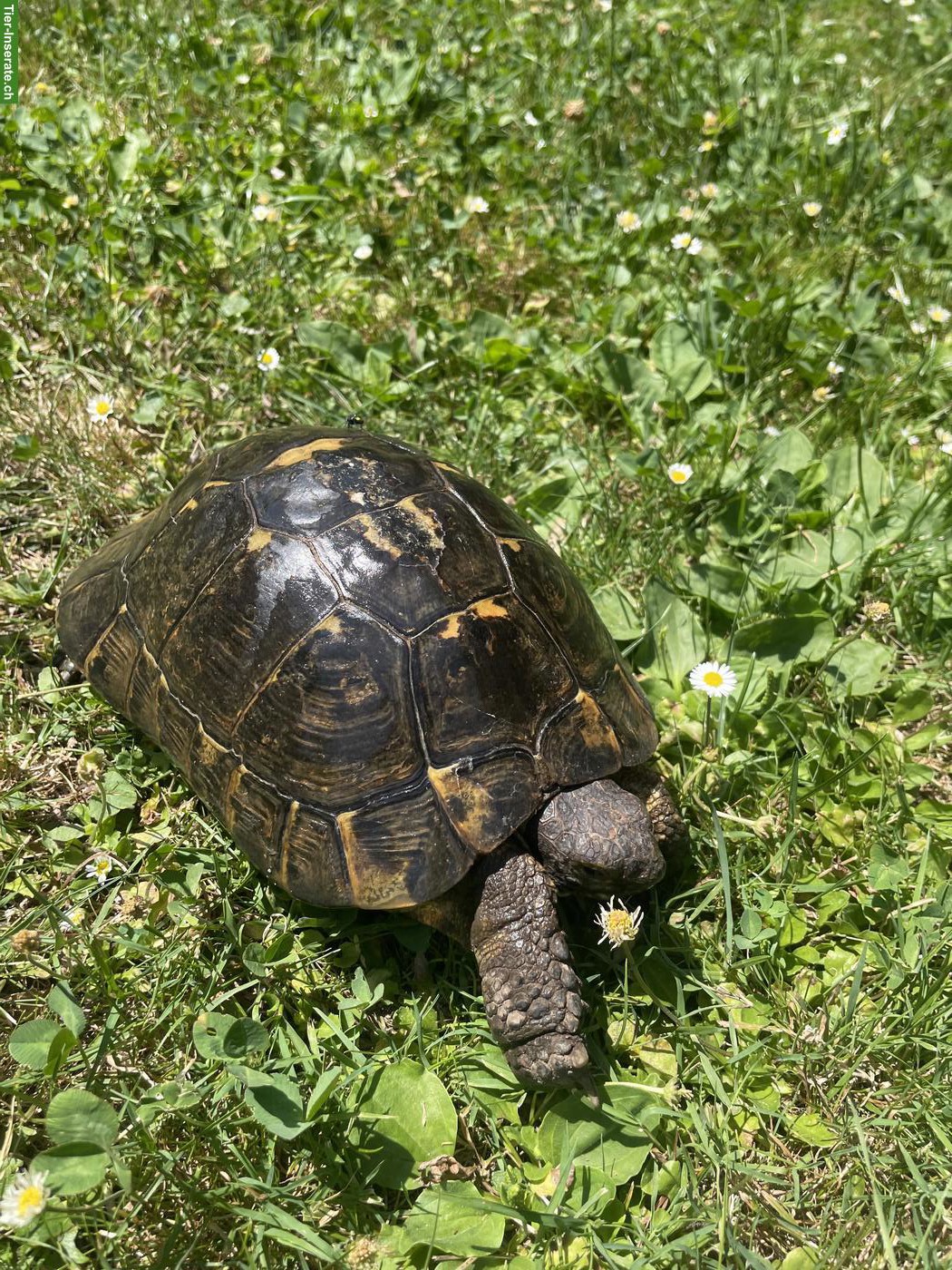 Griechische Landschildkröte zu verschenken