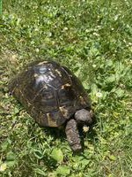 Griechische Landschildkröte zu verschenken
