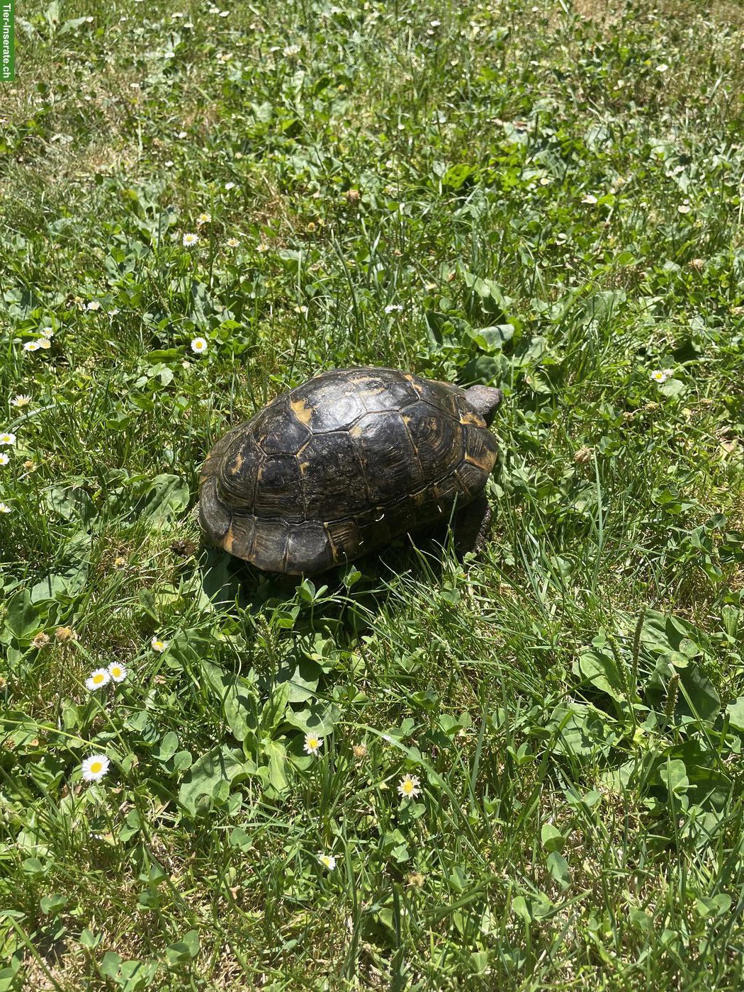 Bild 2: Griechische Landschildkröte zu verschenken