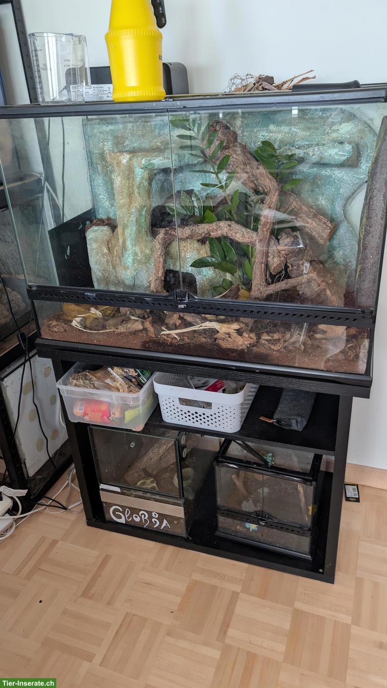 Bild 2: 1.0 Königspython mit Terrarium & Unterschrank