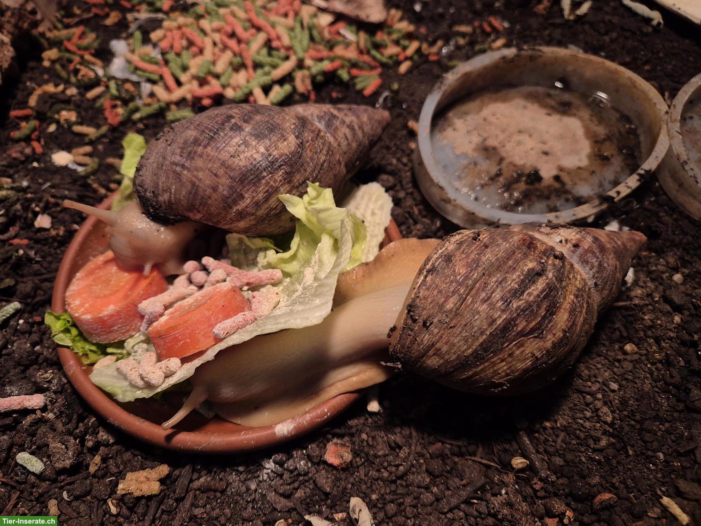 Achatschnecke abzugeben