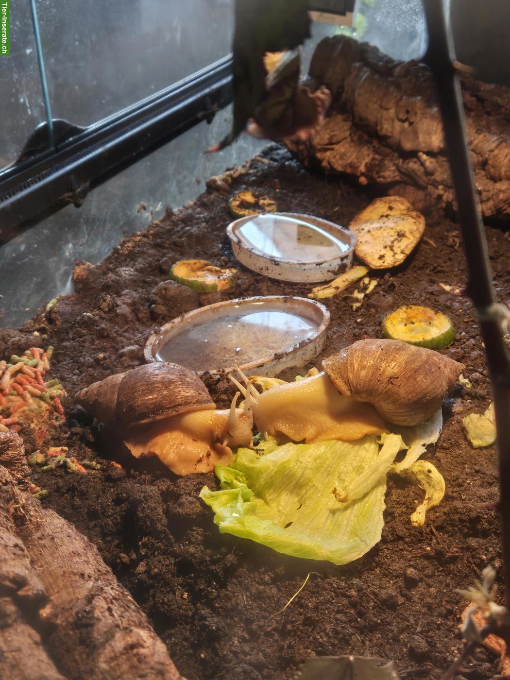 Bild 2: Achatschnecke abzugeben
