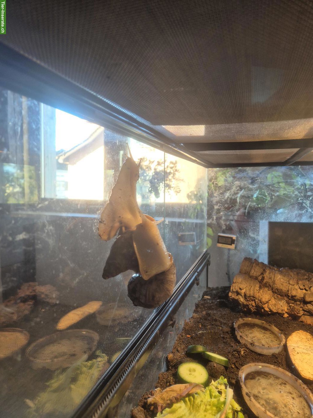 Bild 3: Achatschnecke abzugeben