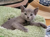 Reinrassige Russisch Blau Kitten