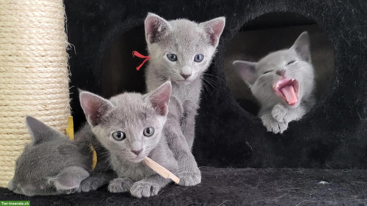 Bild 2: Reinrassige Russisch Blau Kitten